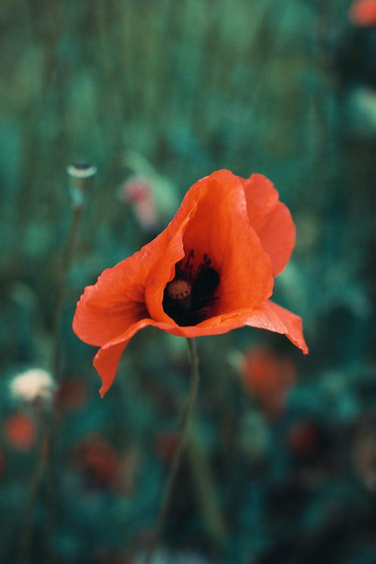 Red Poppy Flower