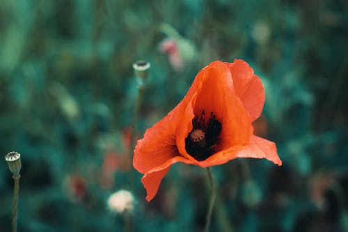 Foto d'estoc gratuïta de enfocament selectiu, flor, fons de pantalla