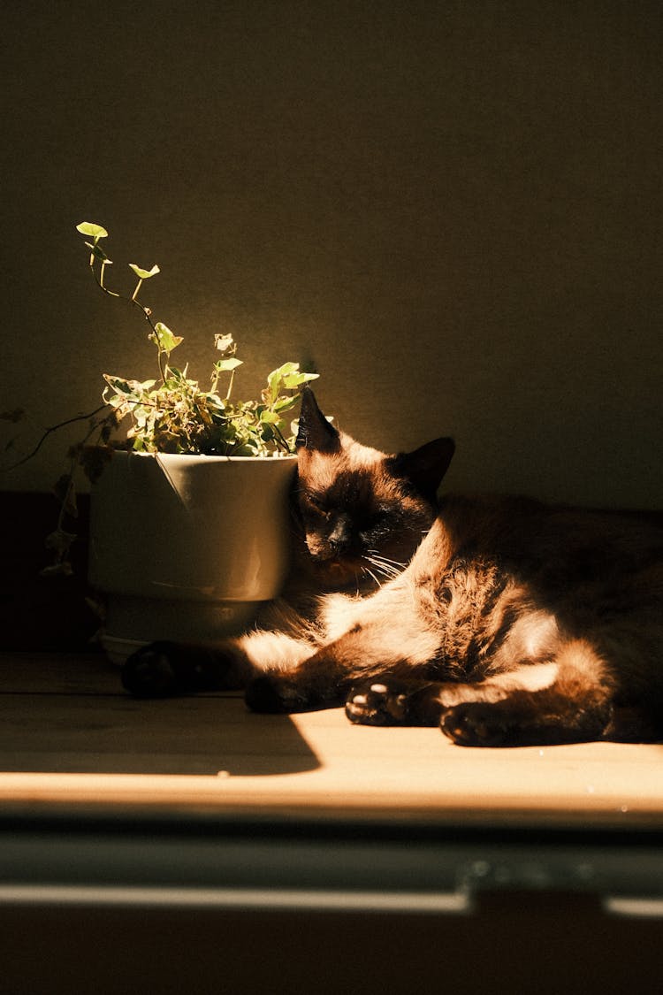 Cat Sleeping Near Plant