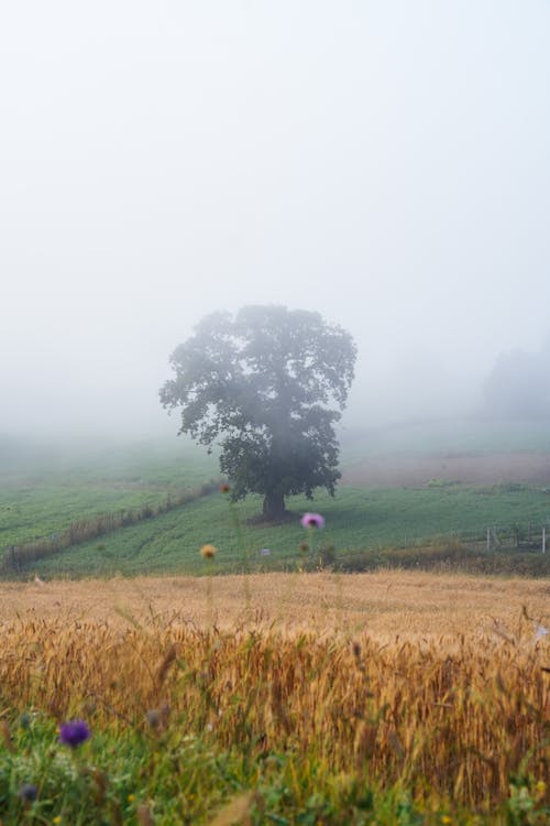 單樹, 垂直拍攝, 灰濛蒙 的 免費圖庫相片