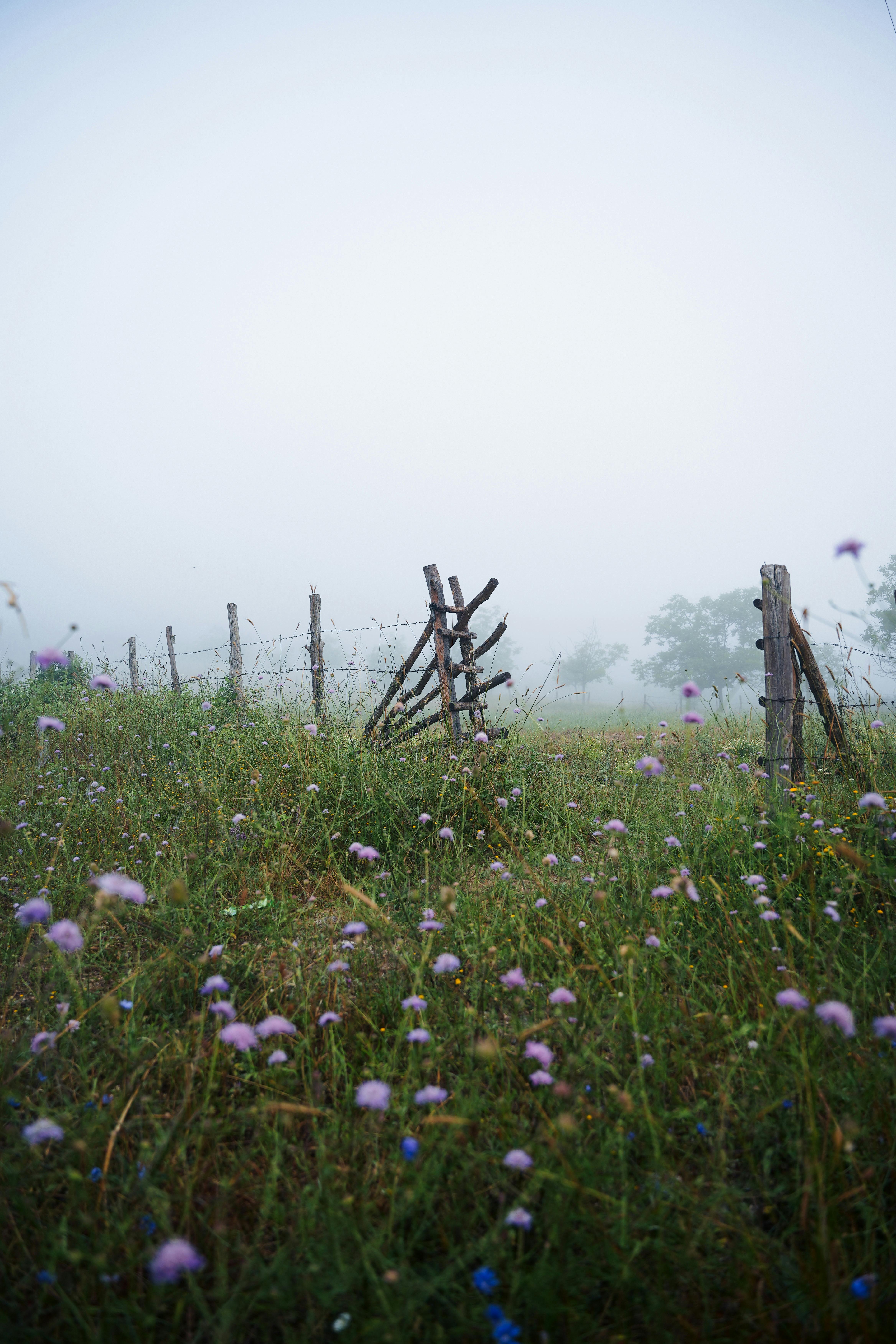 Quiet misty meadow featuring a rustic barbed-wire fence and wildflowers under an overcast sky.