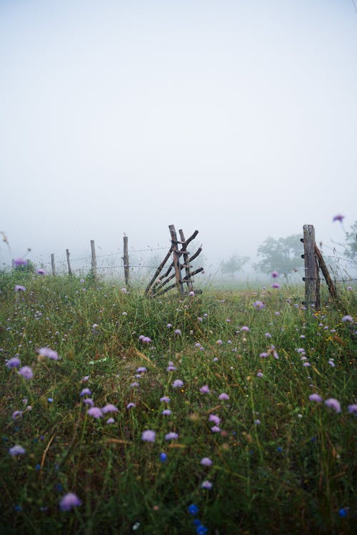 Foto stok gratis bunga-bunga, kabut, padang rumput