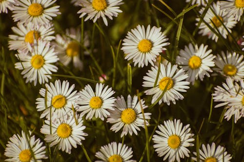 A field of daisies with yellow and white flowers