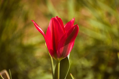 A single red tulip is in the middle of a green field