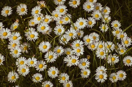 A field of daisies with white and yellow flowers