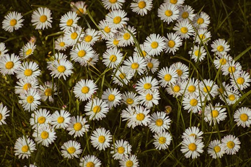 Ingyenes stockfotó @szabadtéri, bellis perennis, botanika témában