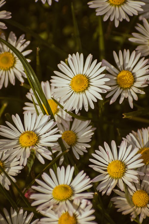 A close up of some daisies with yellow centers
