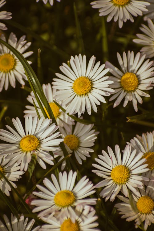 Ingyenes stockfotó @szabadtéri, bellis perennis, botanika témában