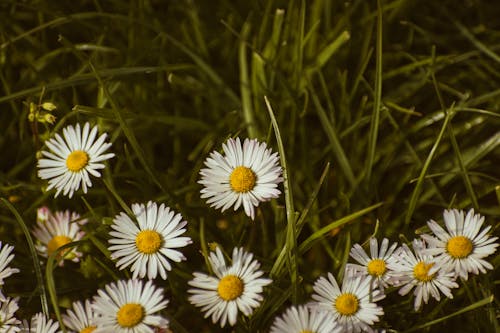 Ingyenes stockfotó @szabadtéri, bellis perennis, botanika témában