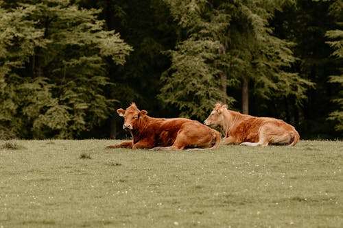 Cows Resting near Forest