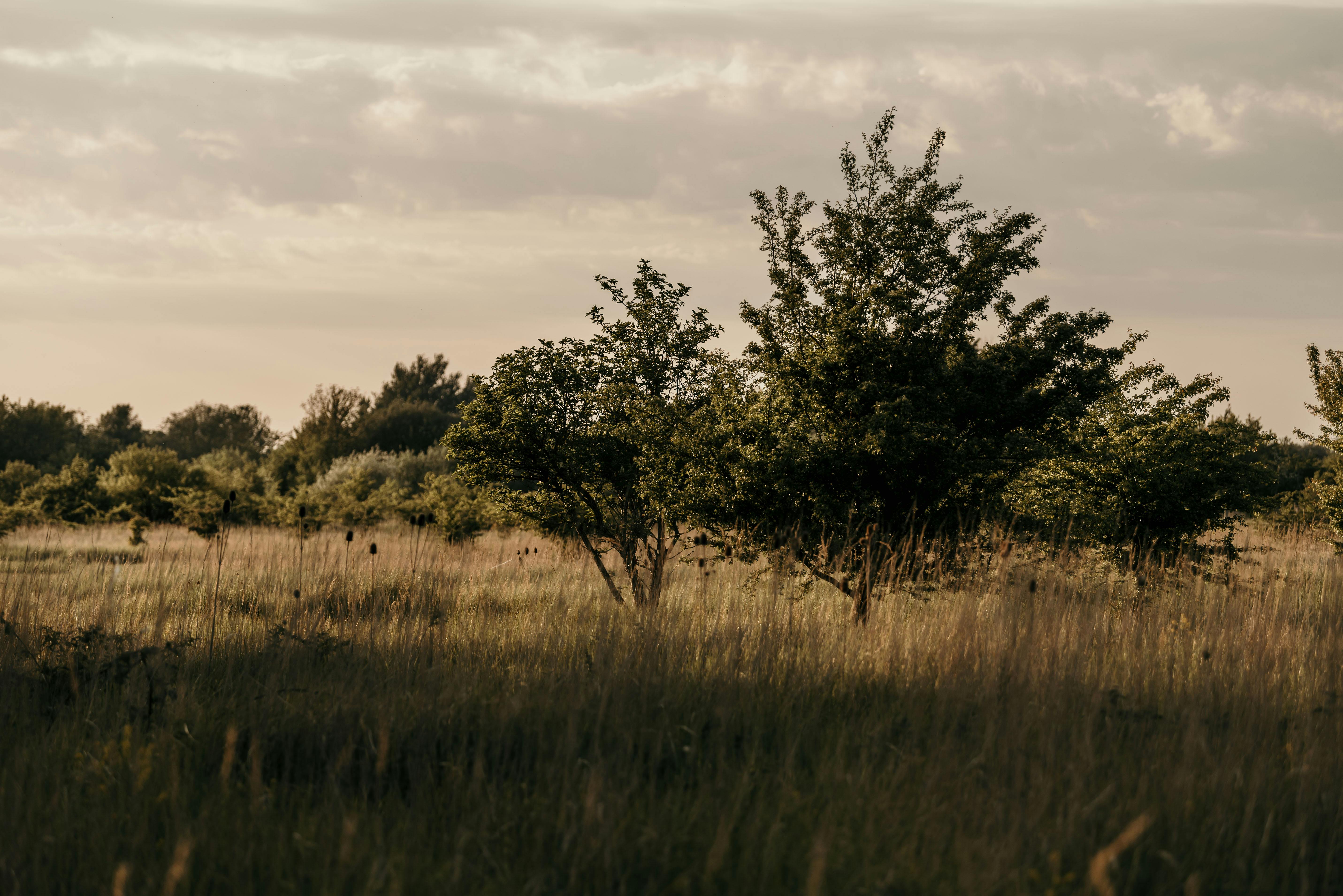 Peaceful rural scene with lush trees and grassfield at sunset in Amagerbro, Denmark.