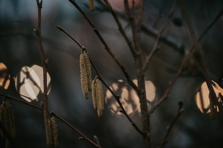 Male Catkins Of Hazelnut Tree In The Evening