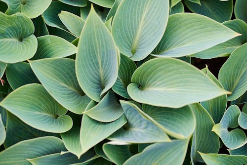 Top View of Green Plant Leaves 