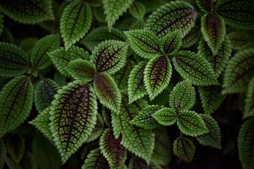 Vibrant close-up of Pilea involucrata foliage showcasing intricate texture and lush greenery.
