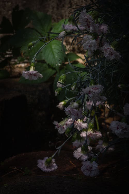 Immagine gratuita di fiore di garofano, fiori in pioggia, fiori rosa