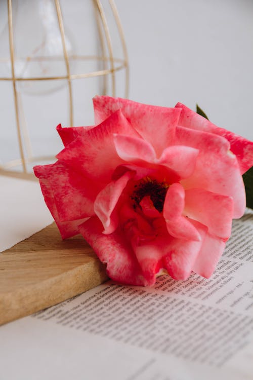 Close up of Pink Rose