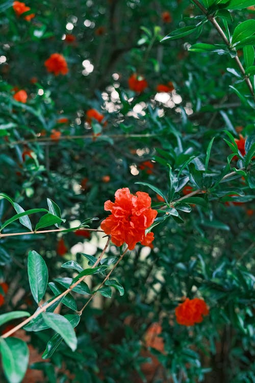 Close-up of a Red Rose