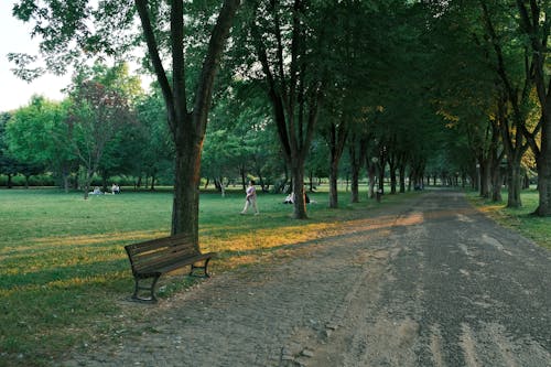 Foto profissional grátis de árvores, assentos, estrada de terra