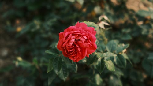 Close-up of a Red Rose 