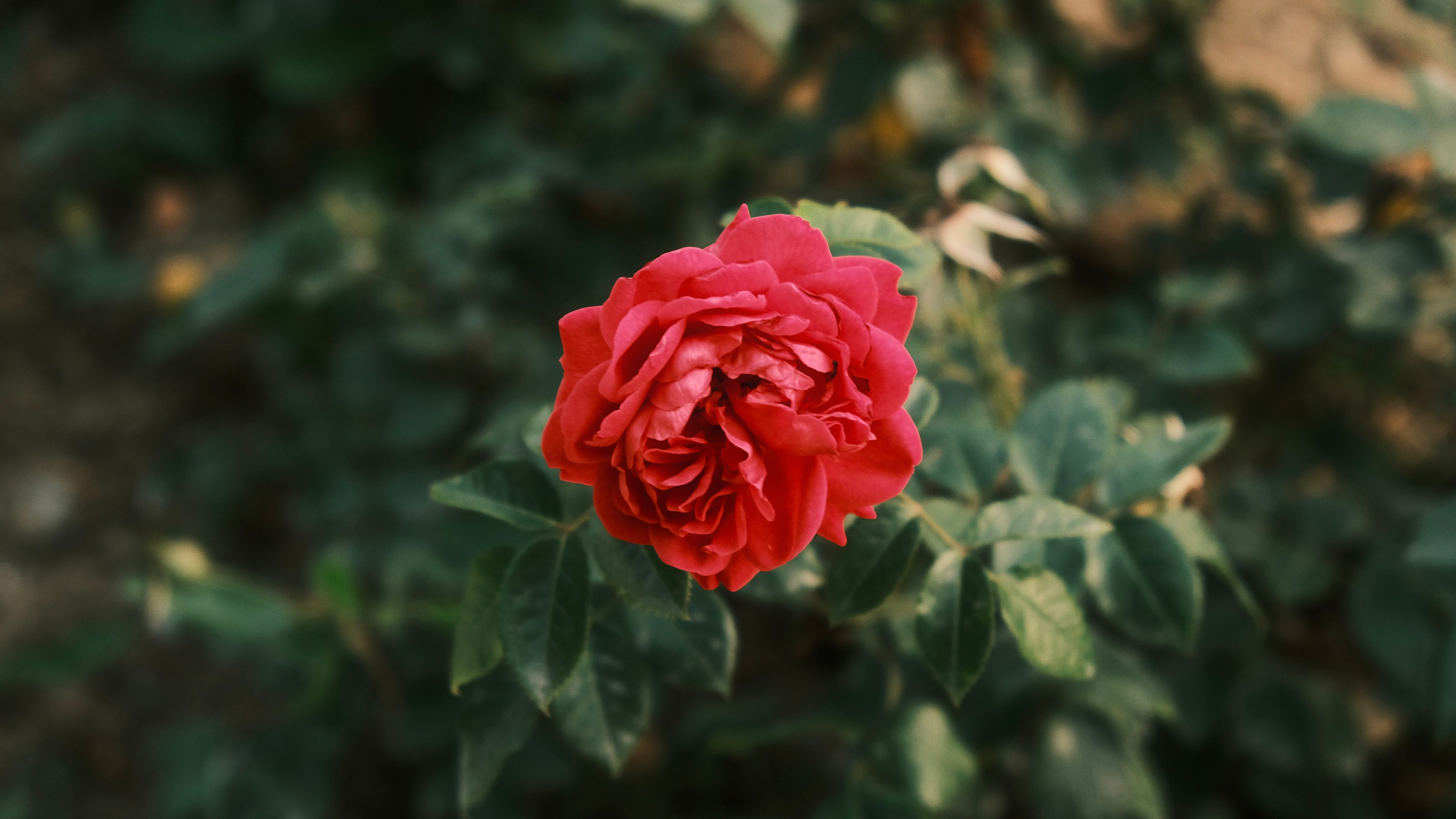 Close-up of a Red Rose · Free Stock Photo