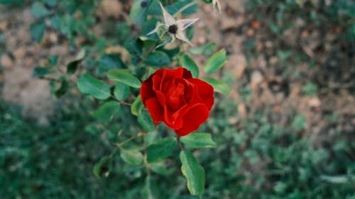 Бесплатное стоковое фото с завод, Красная роза, одинокий