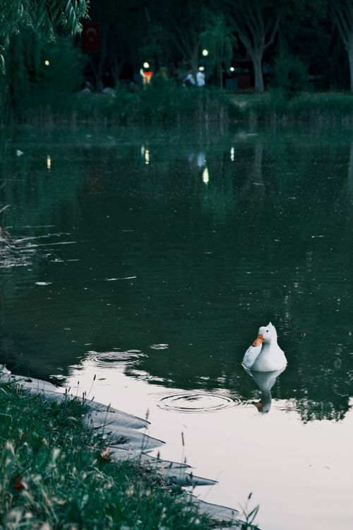 Free White duck swimming peacefully in a park pond with trees reflecting in tranquil waters. Stock Photo