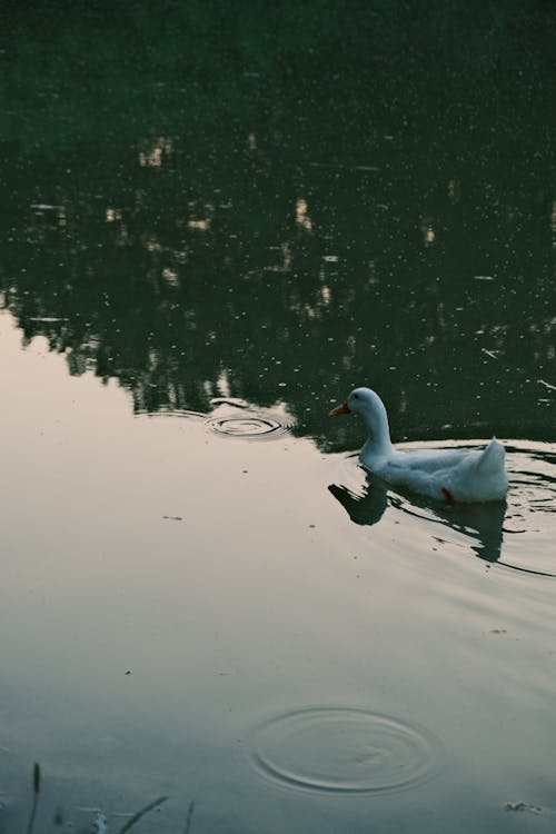 Fotobanka s bezplatnými fotkami na tému jazero, plávanie, selektívne zaostrenie