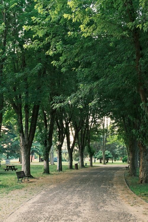 Foto profissional grátis de árvores, assentos, estrada de terra