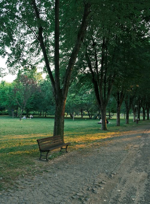 Trees and Benches in a Park 