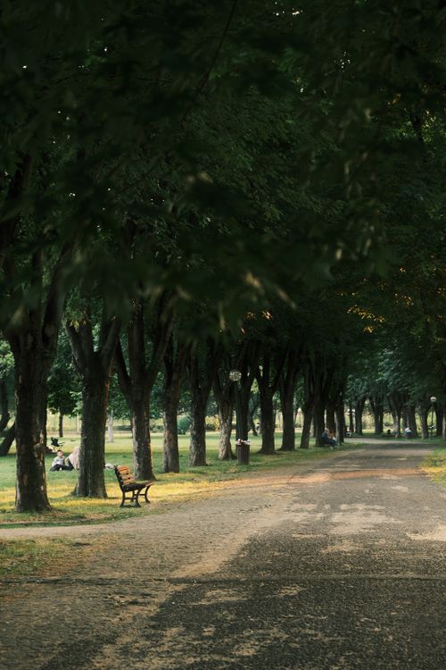 Free A tranquil park scene with benches and a tree-lined path, perfect for leisure and reflection. Stock Photo