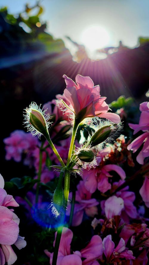 Δωρεάν στοκ φωτογραφιών με 4k, atardecer, λουλούδι
