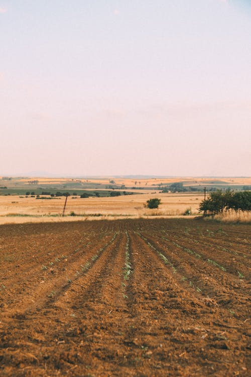 Rural Landscape with Agricultural Fields