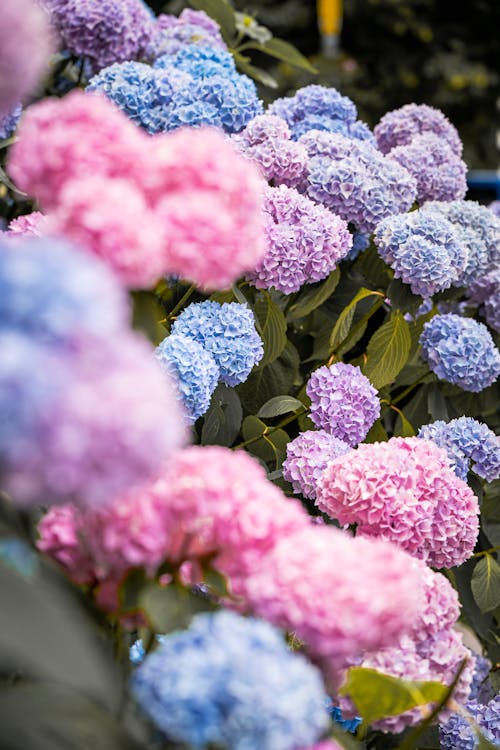 Darmowe zdjęcie z galerii z hortensja, kolorowy, kwiaty