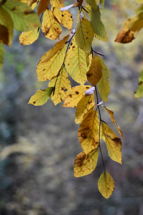 Free Close-up of autumn leaves on a branch with a blurred background, showcasing fall colors. Stock Photo