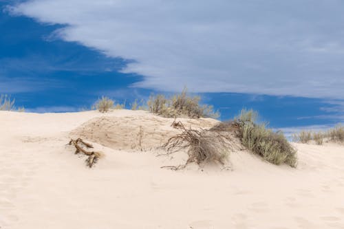 노란색, 모래, 모래 언덕의 무료 스톡 사진