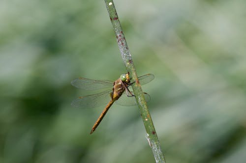 Green-Eyed Hawker Dragonfly