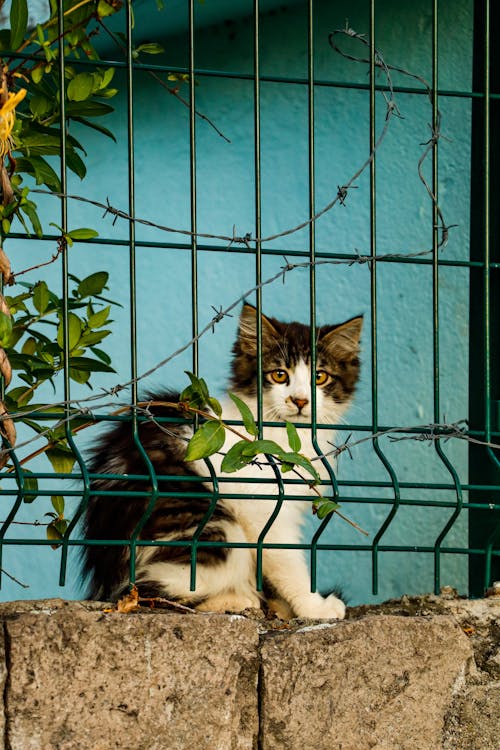 A Kitten Sitting behind a Fence 
