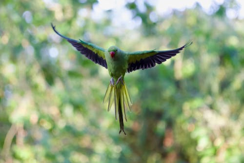 Ring-necked Parakeet in flight