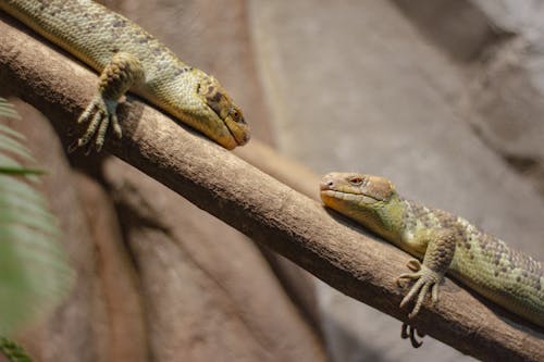 Close-up of Lizards on a Branch 