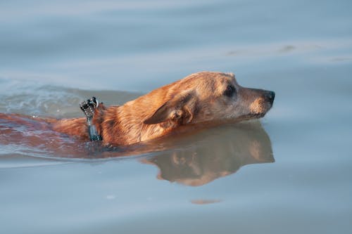 Close-up of a of Swimming in a Body of Water 