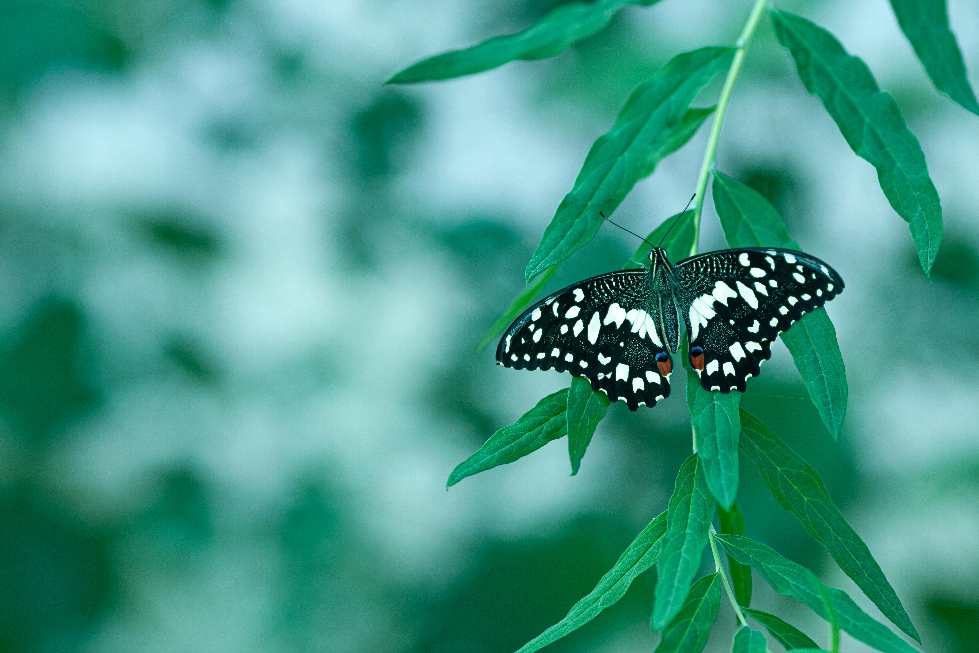 Closeup of a Lime Butterfly Sitting on a Leaf · Free Stock Photo