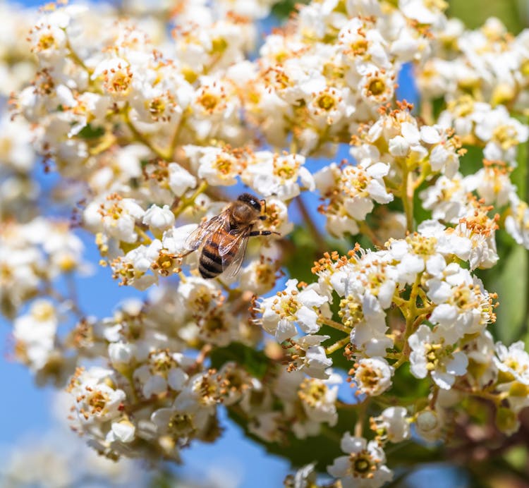 Bee On White Blossoms