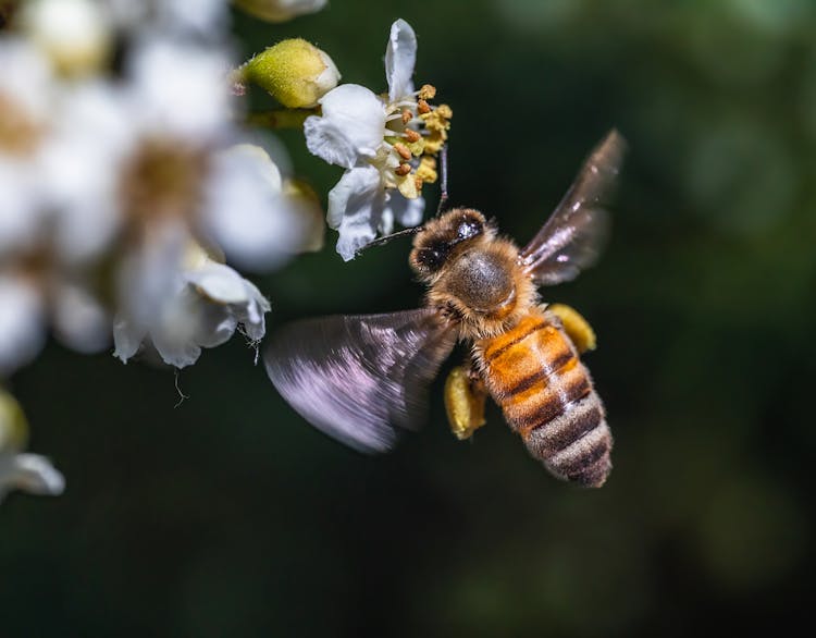 Close-up Of A Bee Flying Near A Flower On The Tree