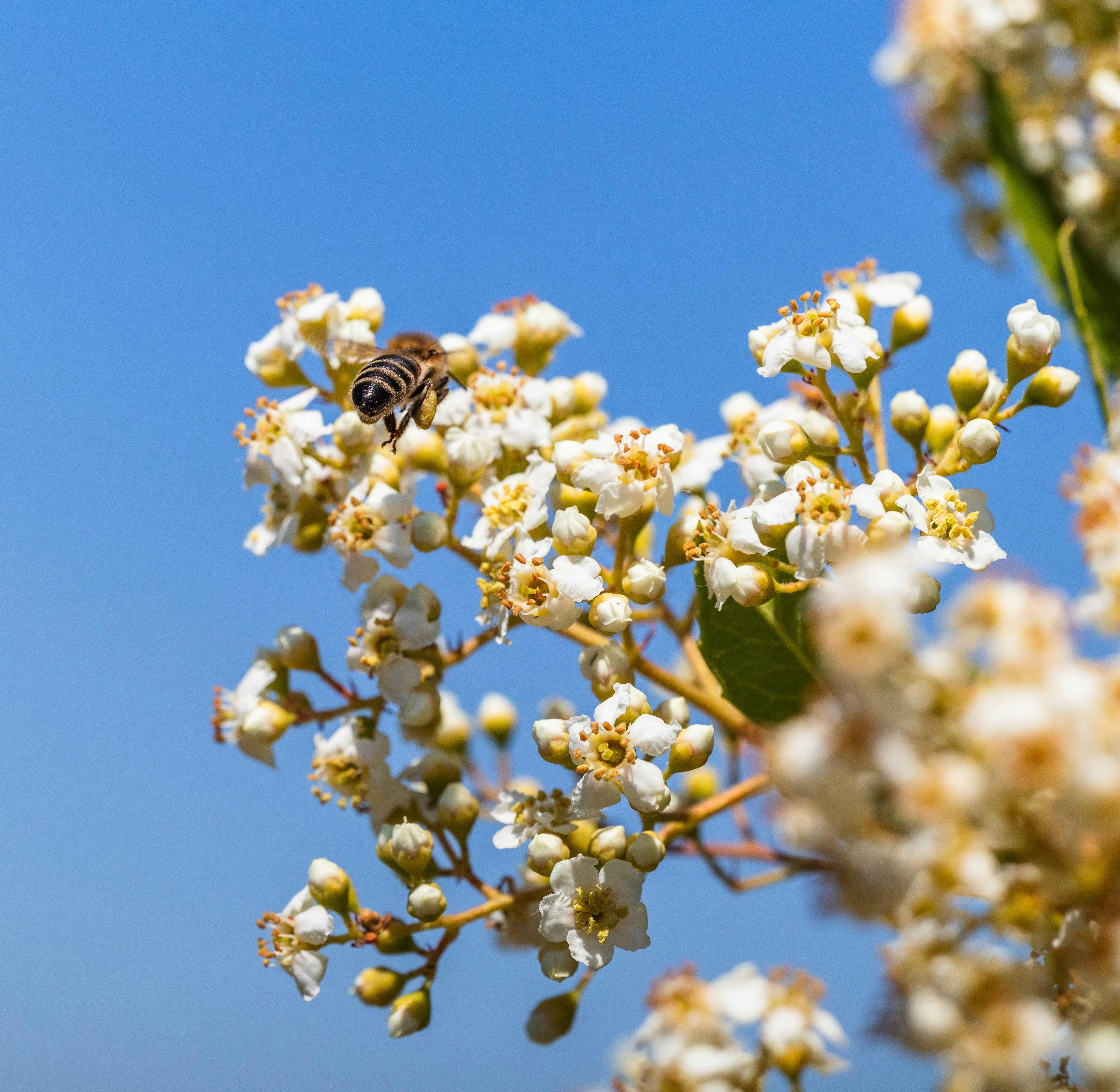 close up of a bee flying near a flower tree