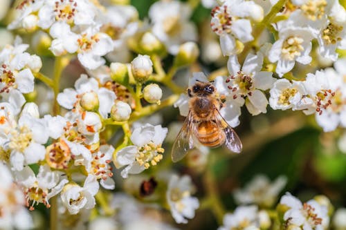 Gratis stockfoto met bestuiving, bij, bloeien