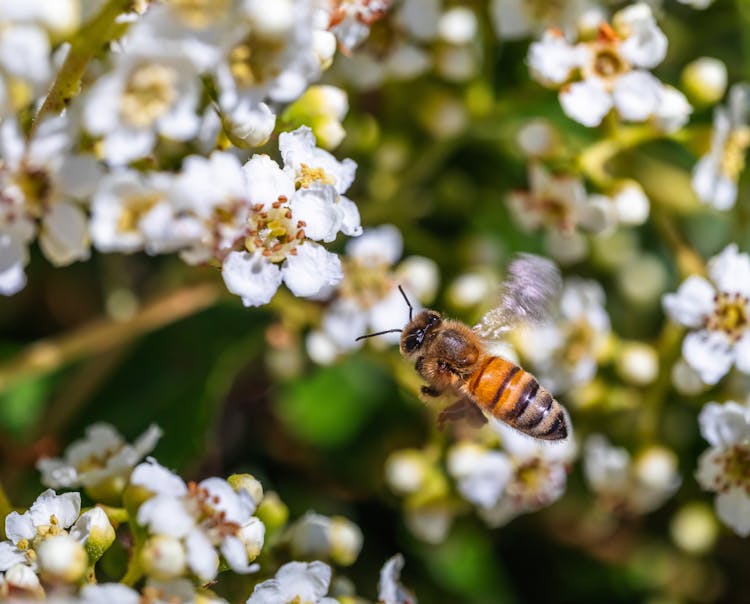 Bee On White Blossoms