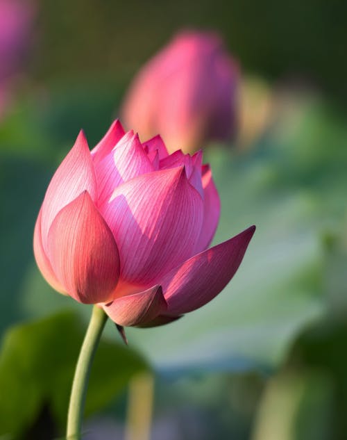 Close-up of a Pink Lotus 