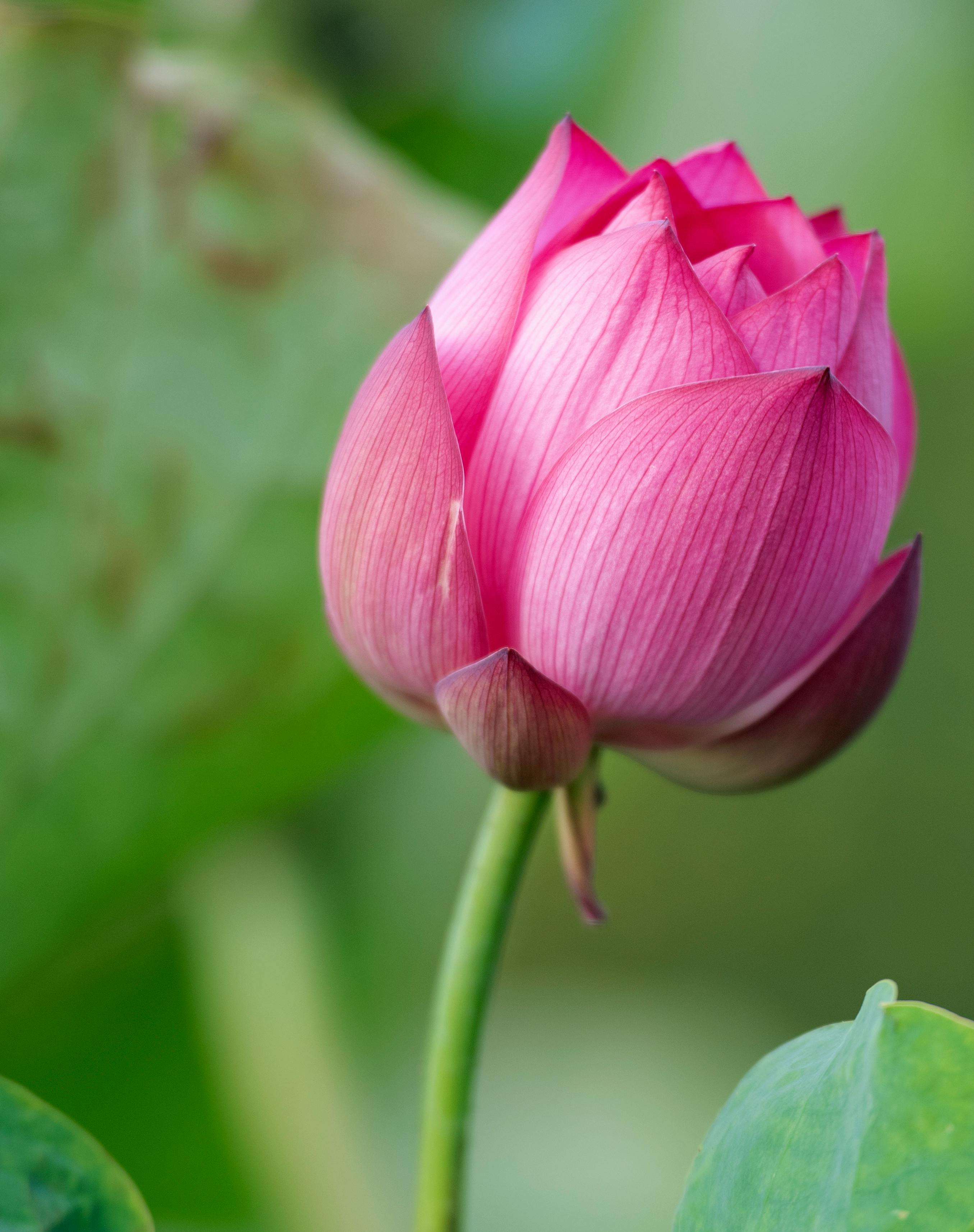 Vivid close-up image of a pink lotus bud in full bloom against a soft green background capturing natural beauty.