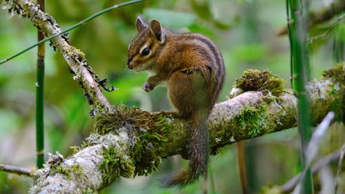 シマリス, リス, 動物の写真の無料の写真素材