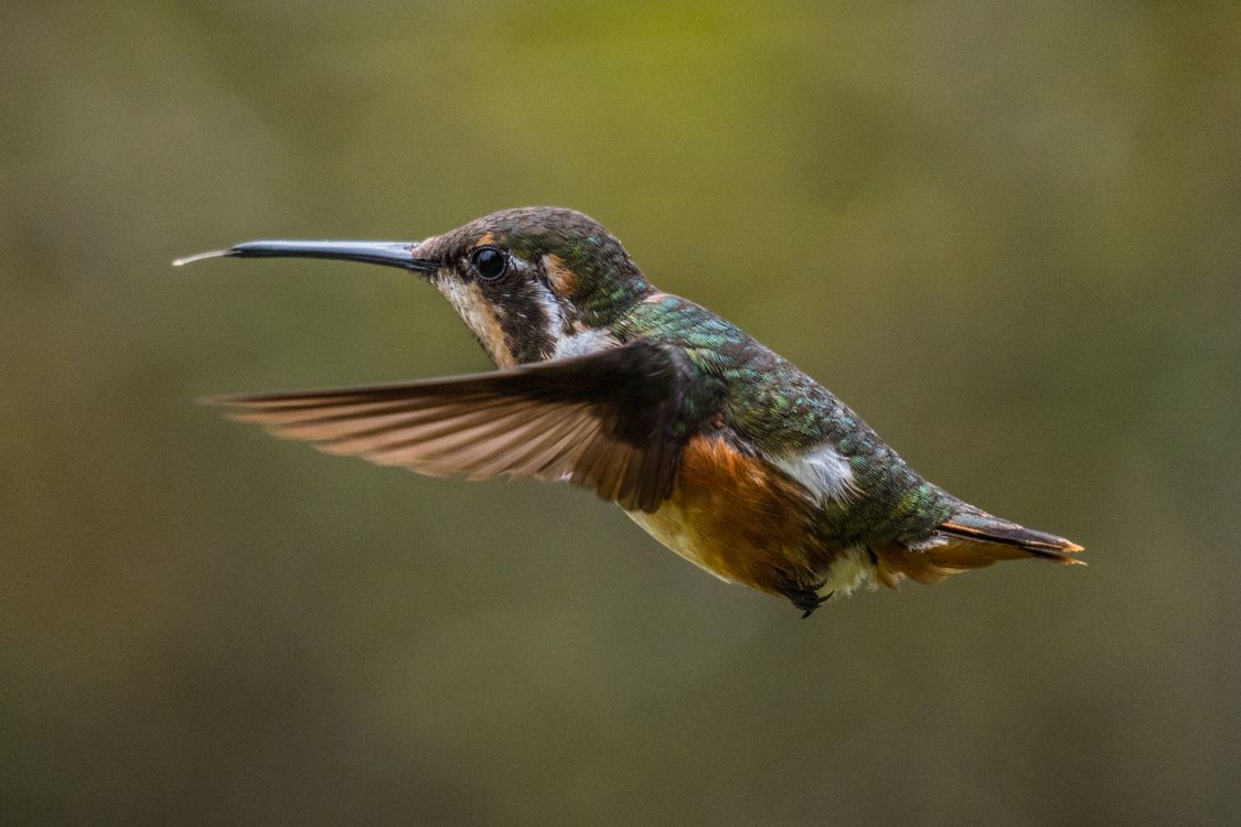 Hummingbird Back View Flying Close-up of a Flying Hummingbird · Free Stock Photo